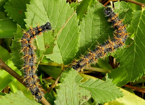 bruchi di Nymphalis polychloros