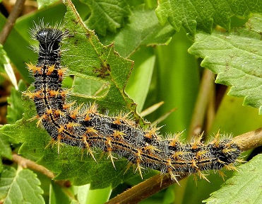 bruchi di Nymphalis polychloros