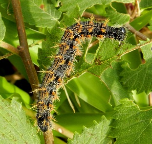 bruchi di Nymphalis polychloros