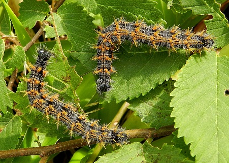 bruchi di Nymphalis polychloros