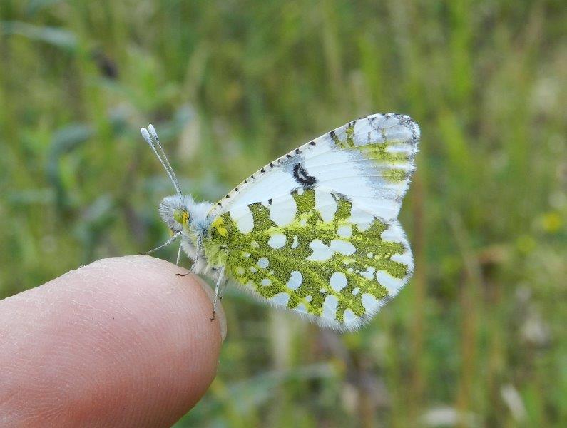 Difficile...ma non impossibile: Euchloe Ausonia