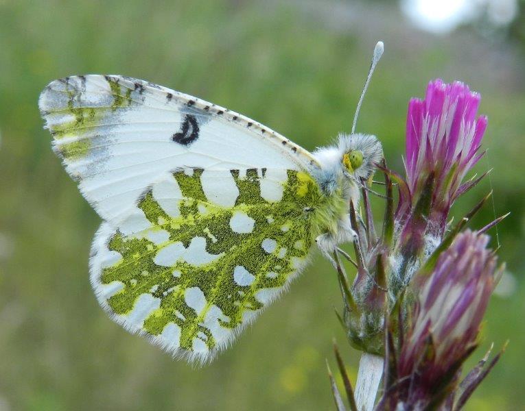 Difficile...ma non impossibile: Euchloe Ausonia