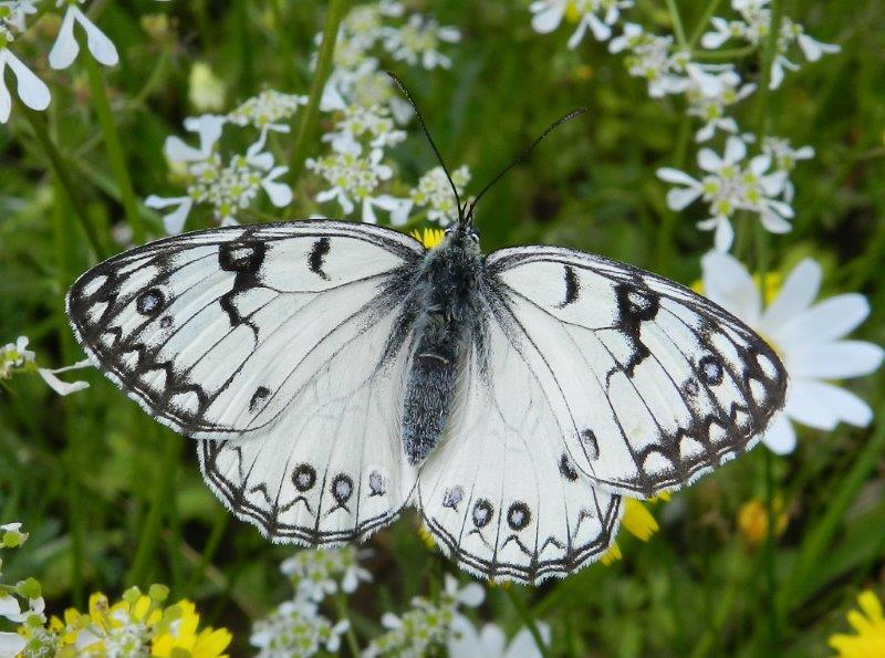 Melanargia arge