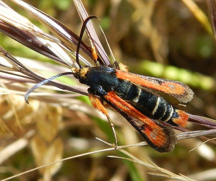 Pyropteron chrysidiformis