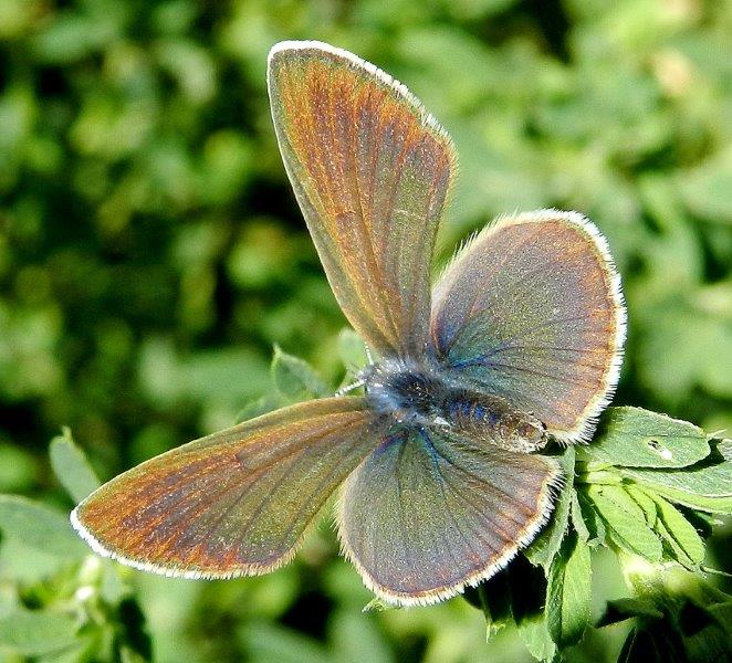 Cyaniris semiargus