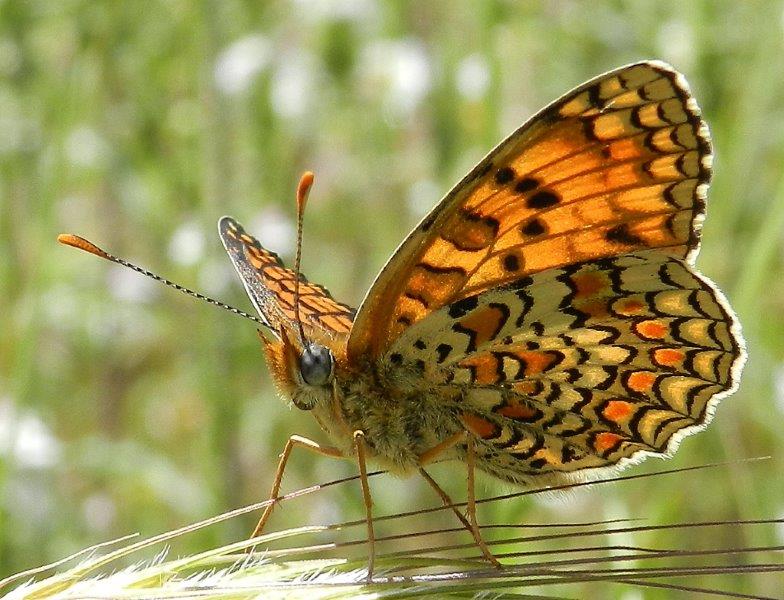 in campagna...