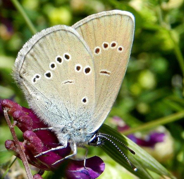 Cyaniris semiargus