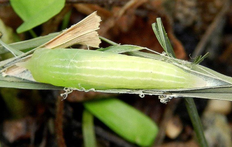 Thymelicus acteon - larva