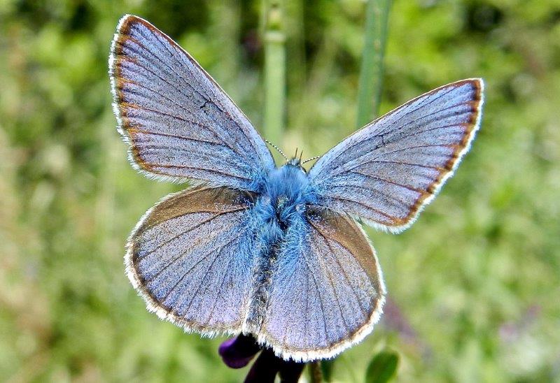 Cyaniris semiargus