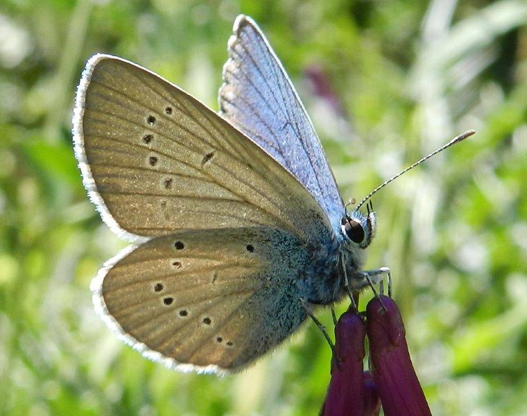 Cyaniris semiargus