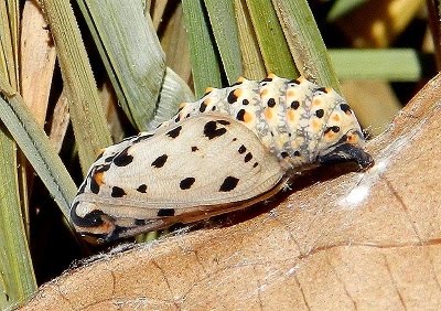 sono quasi pronte - Euphydryas aurinia