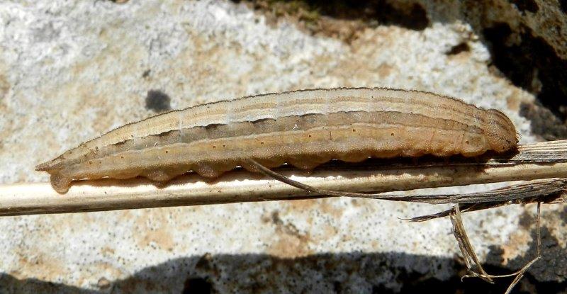 Hipparchia semele - larva