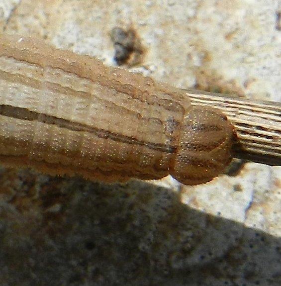 Hipparchia semele - larva