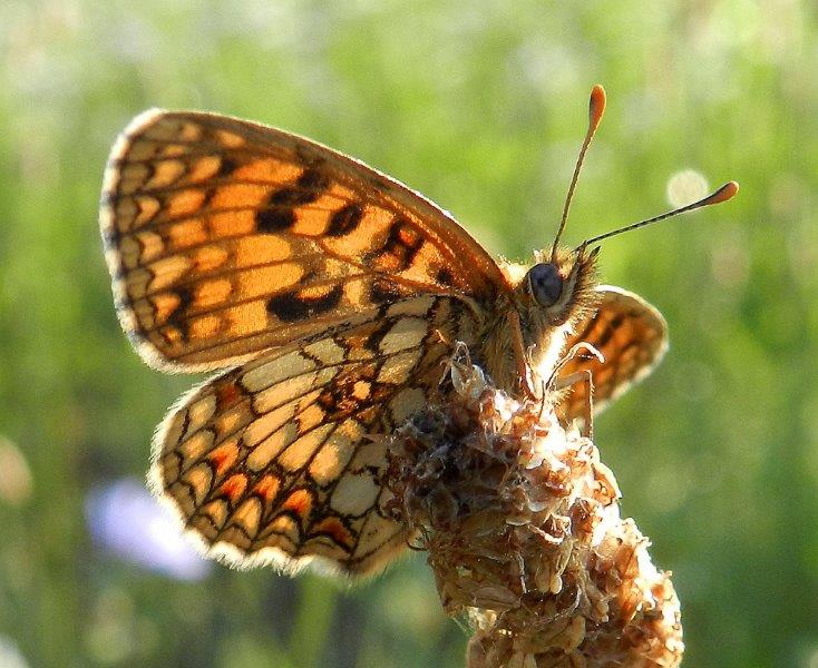 e'' una Melitaea athalia? - S