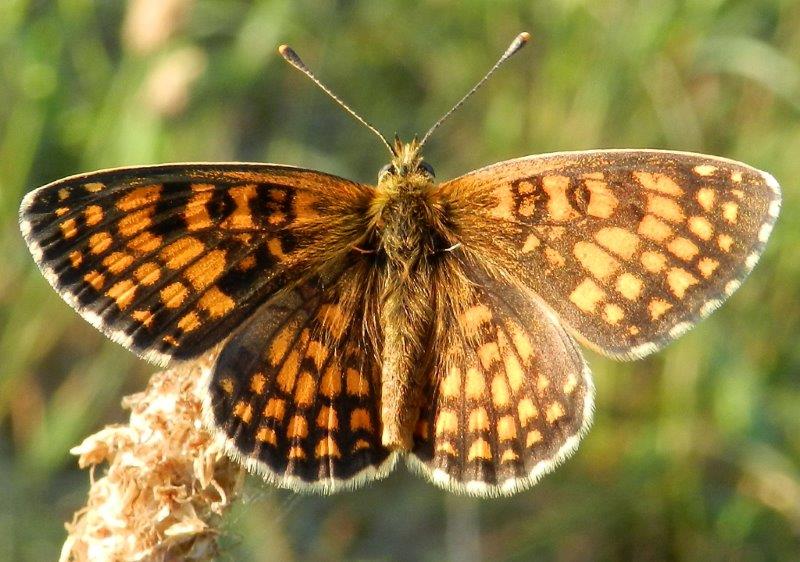 e'' una Melitaea athalia? - S