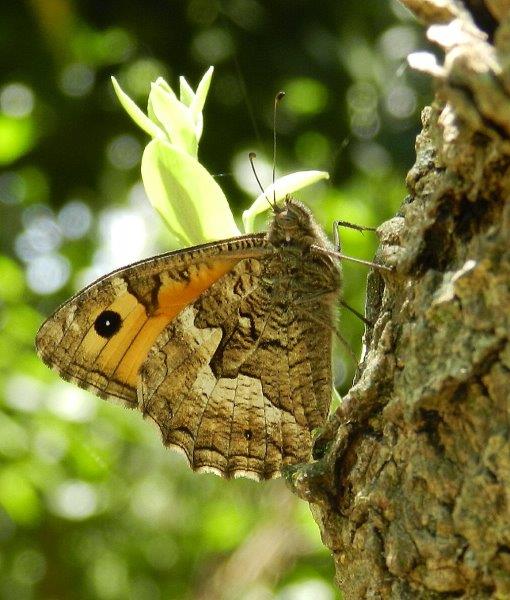 farfalle e uliveti