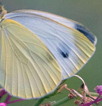 Brassicae ? No, Pieris napi