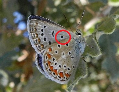 Licenide da determinare? Polyommatus icarus