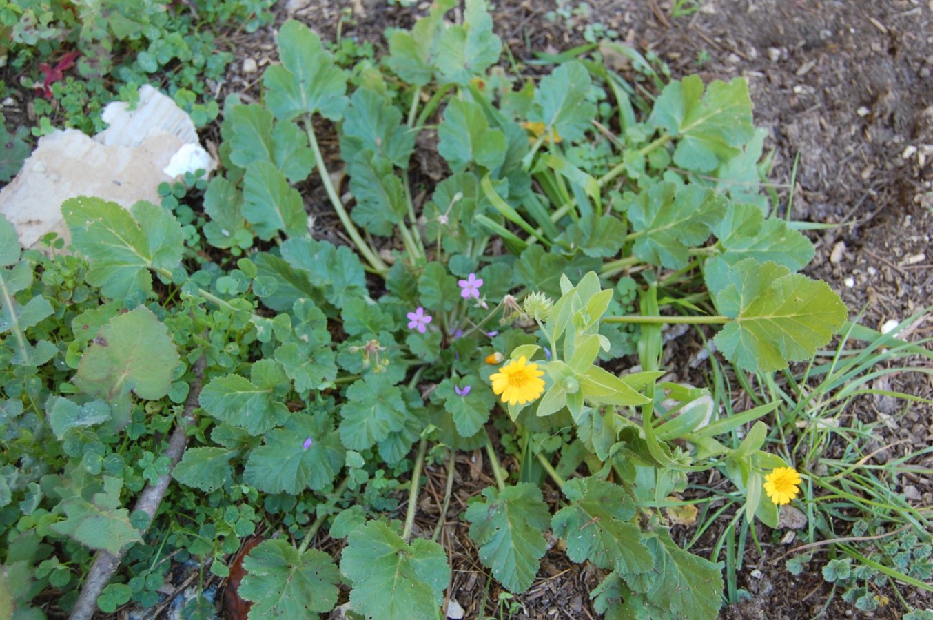 Erodium malacoides