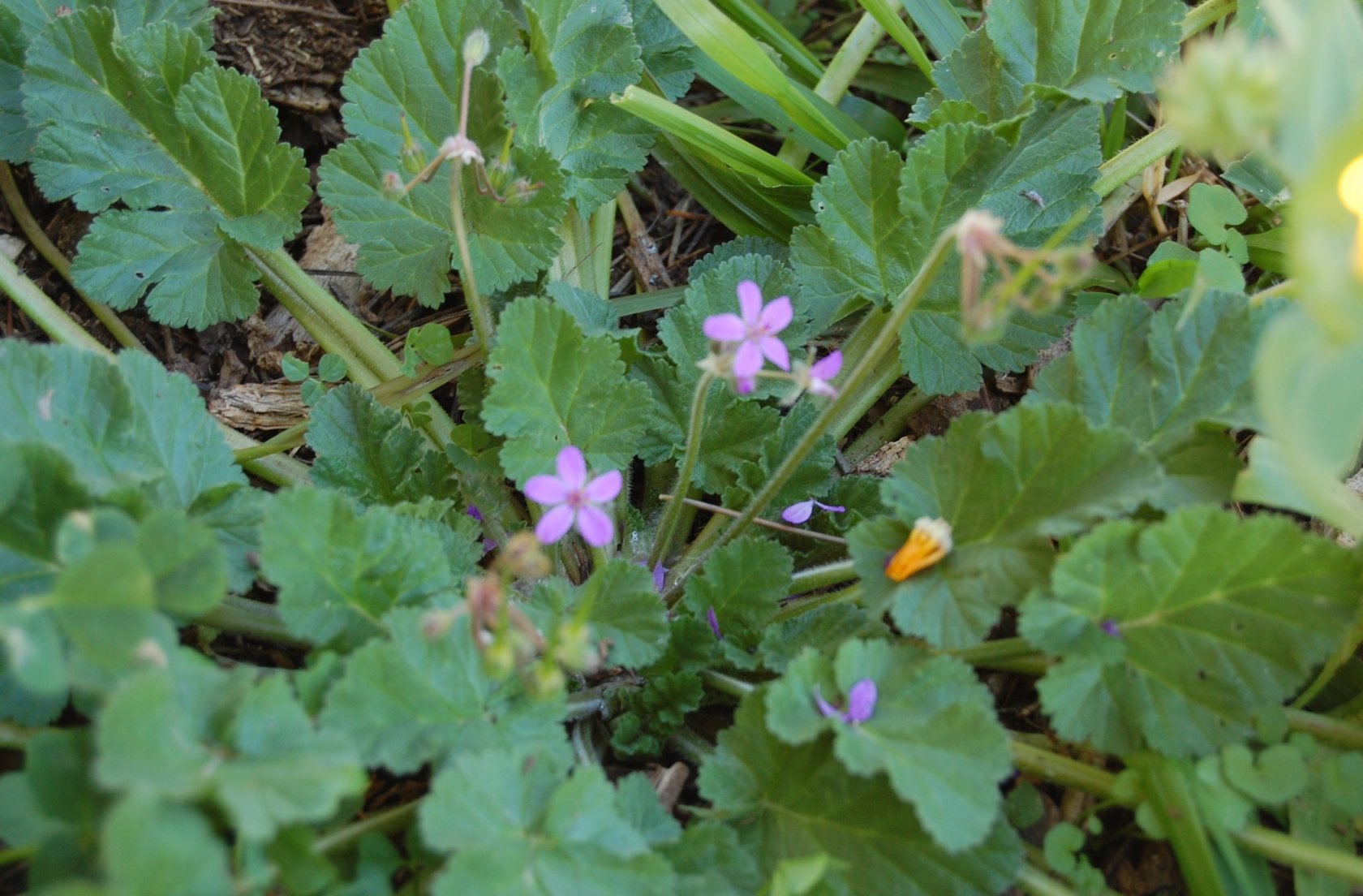 Erodium malacoides