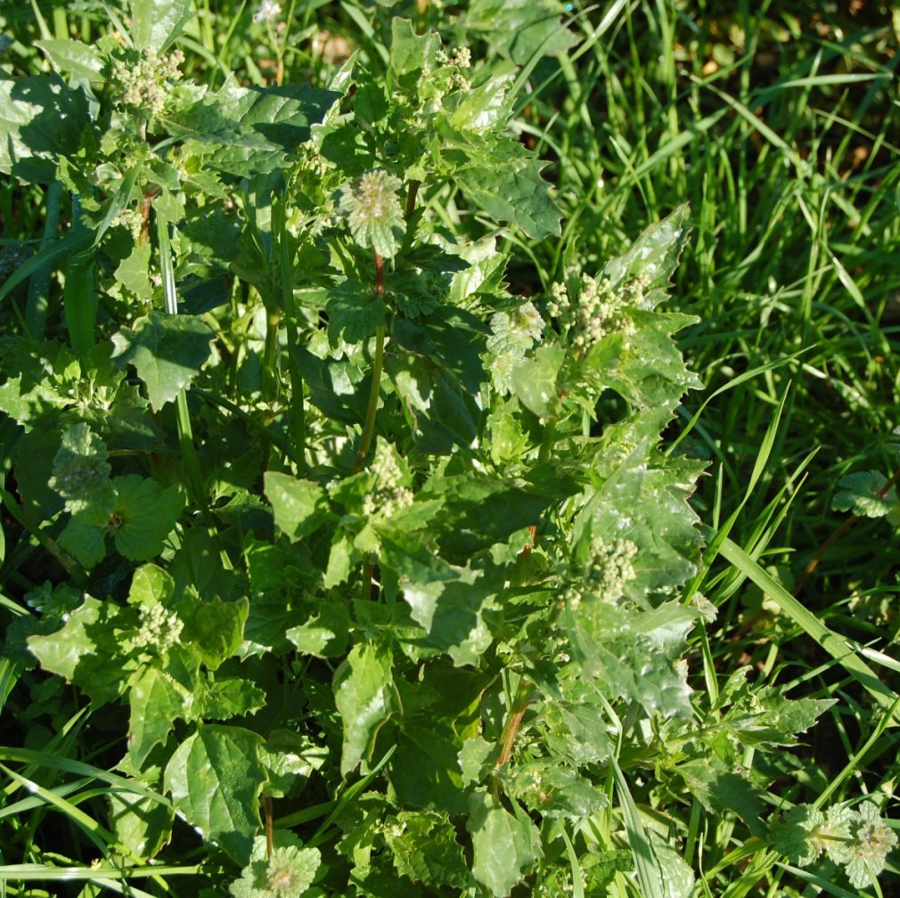 erbe spontanee - Chenopodium murale