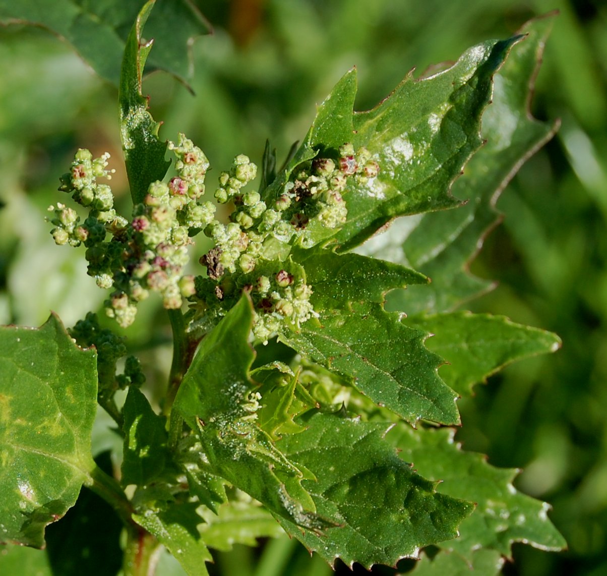 erbe spontanee - Chenopodium murale