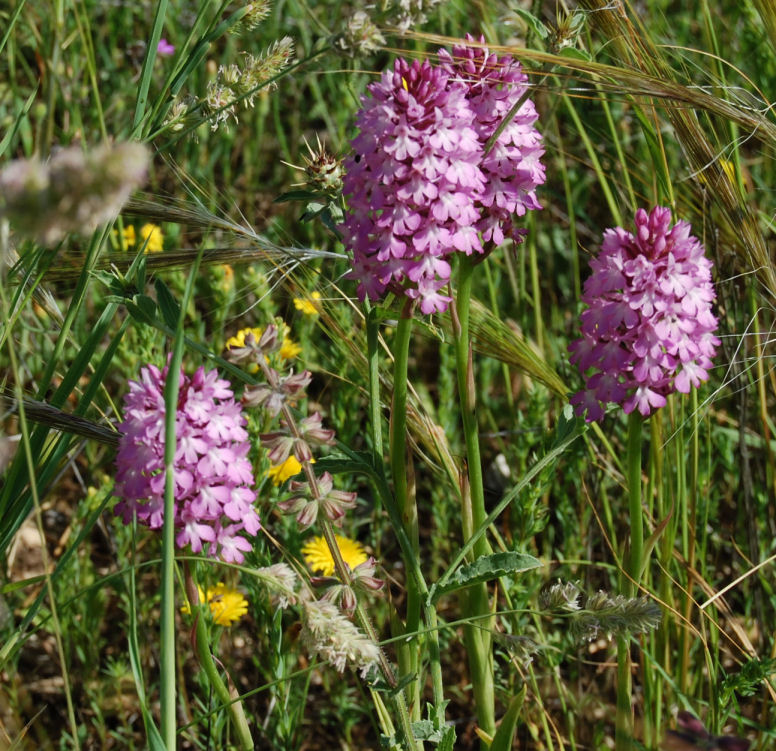 Anacamptis pyramidalis