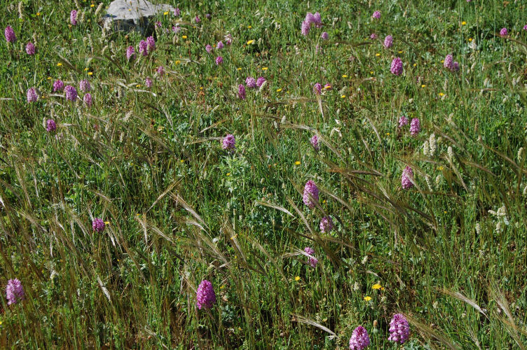 Anacamptis pyramidalis