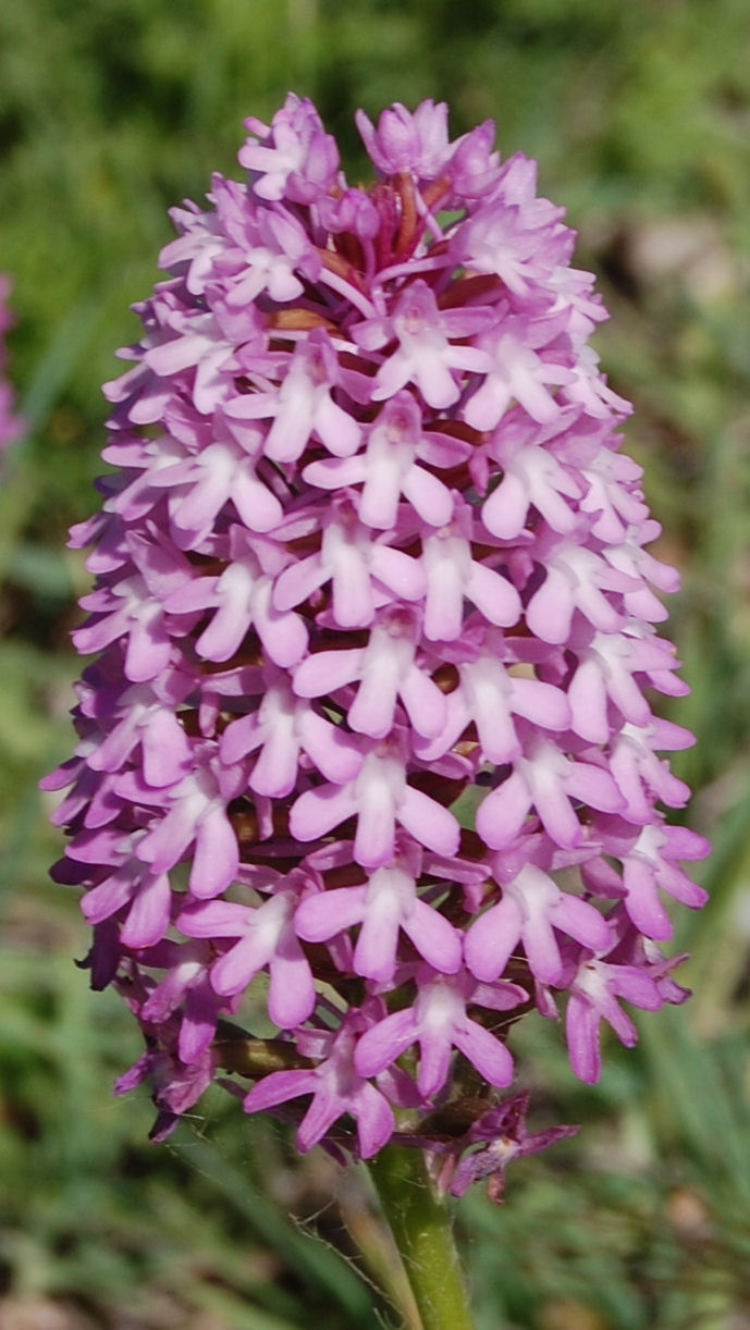 Anacamptis pyramidalis