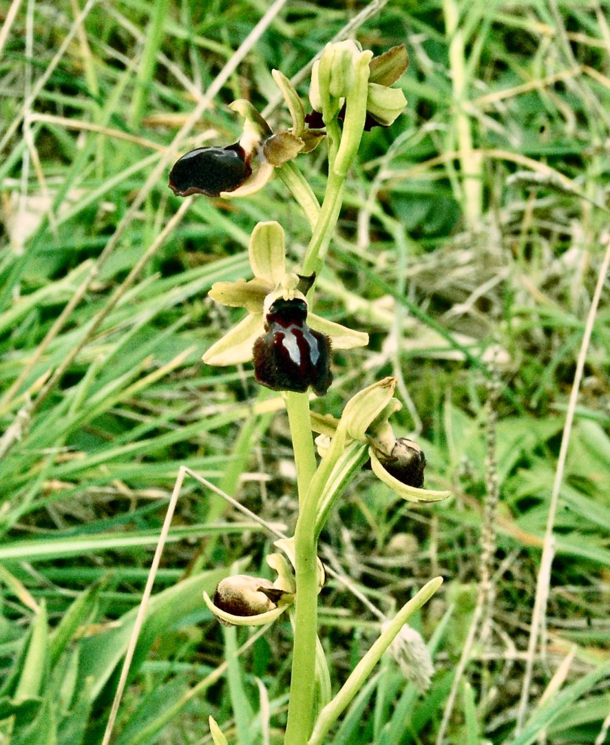 Ophrys passionis