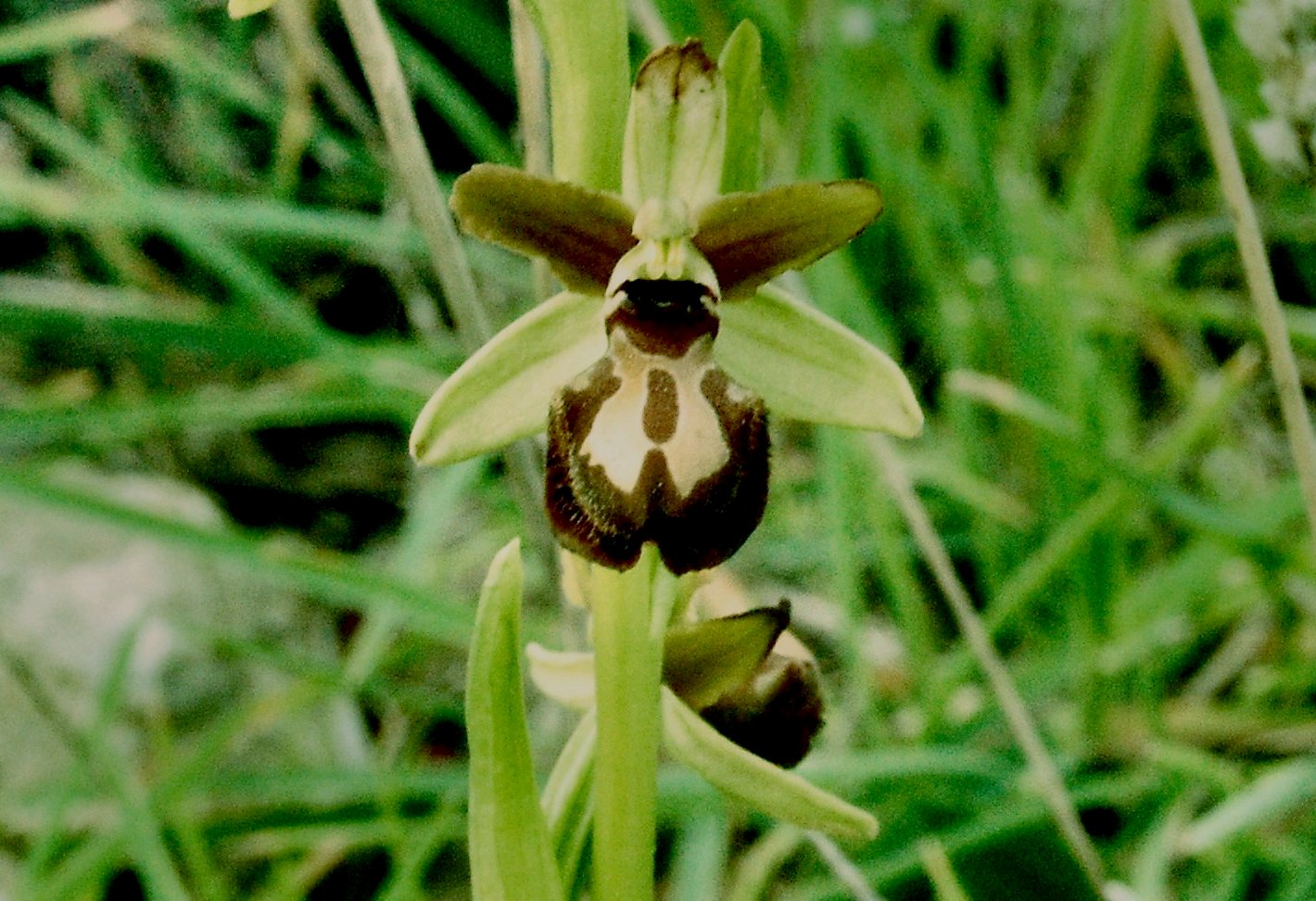 Ophrys passionis