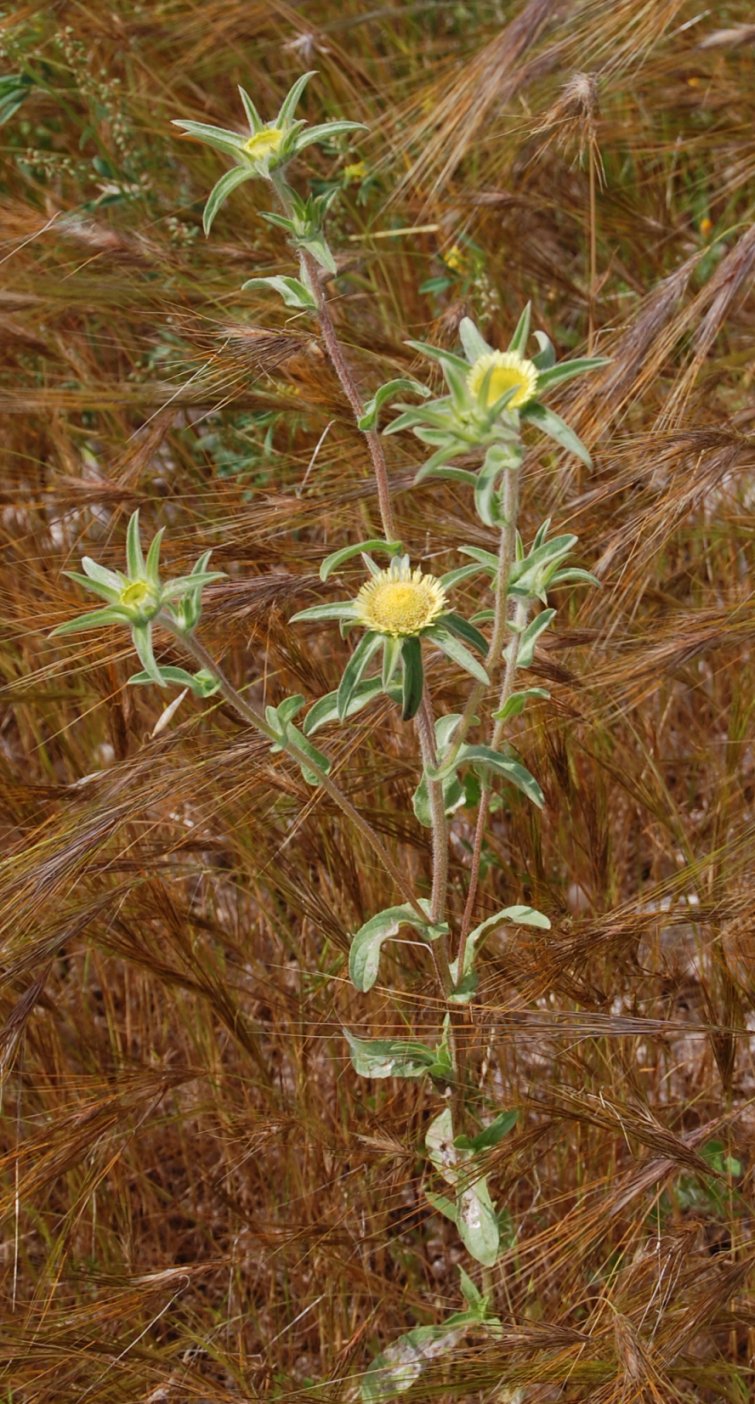 Pallenis spinosa / Asterisco spinoso