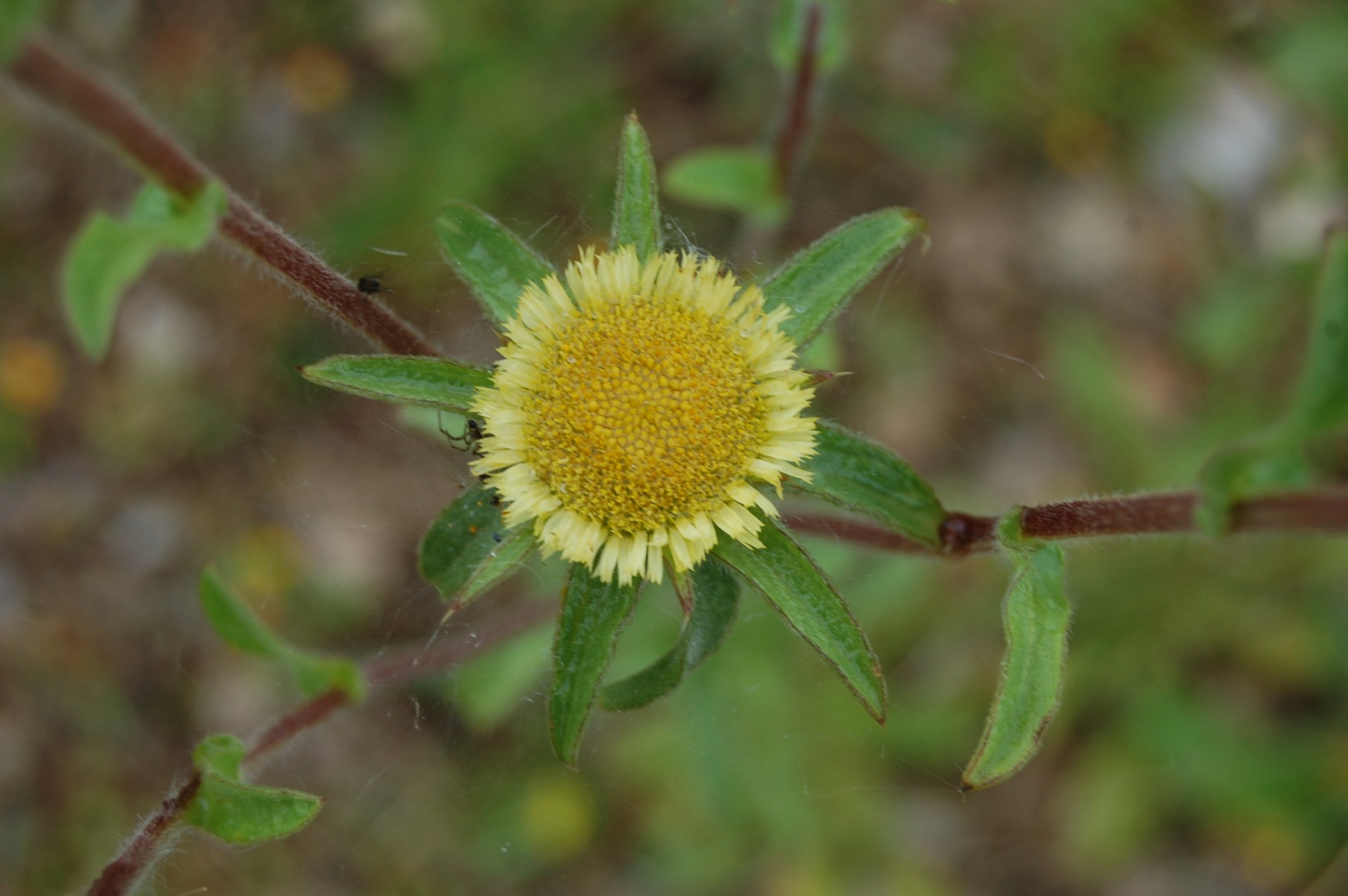 Pallenis spinosa / Asterisco spinoso