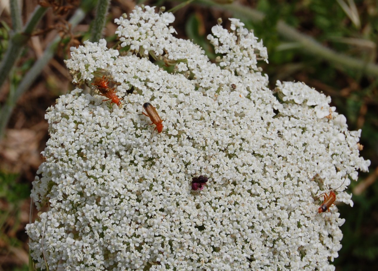 Rhagonycha fulva