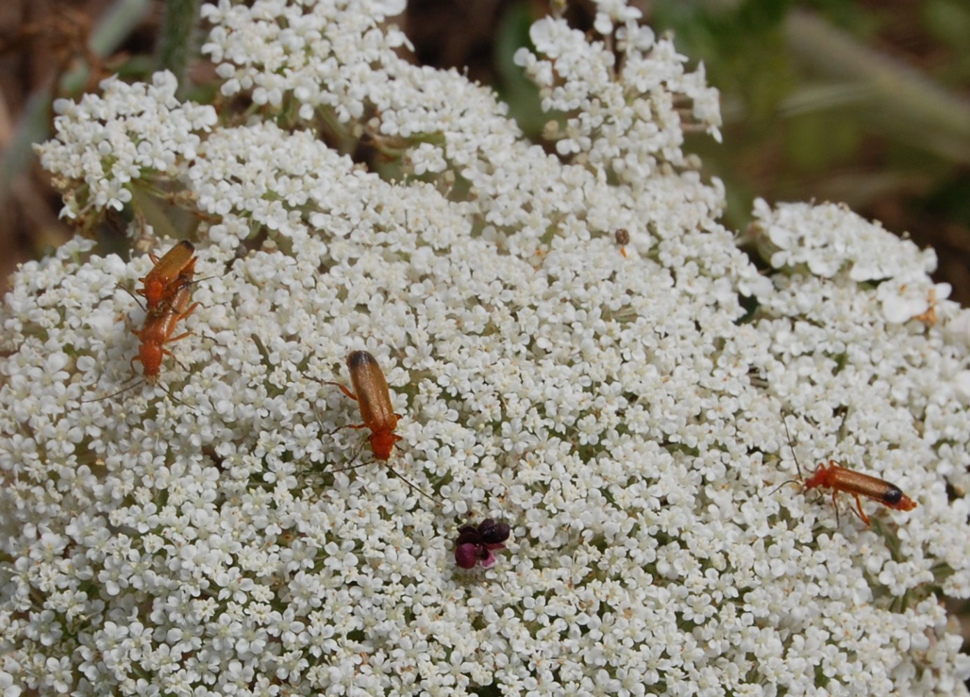 Rhagonycha fulva