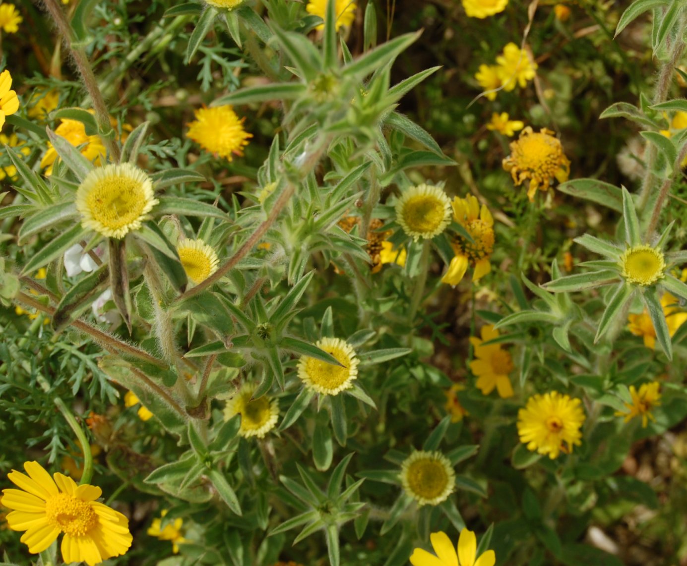 Pallenis spinosa / Asterisco spinoso