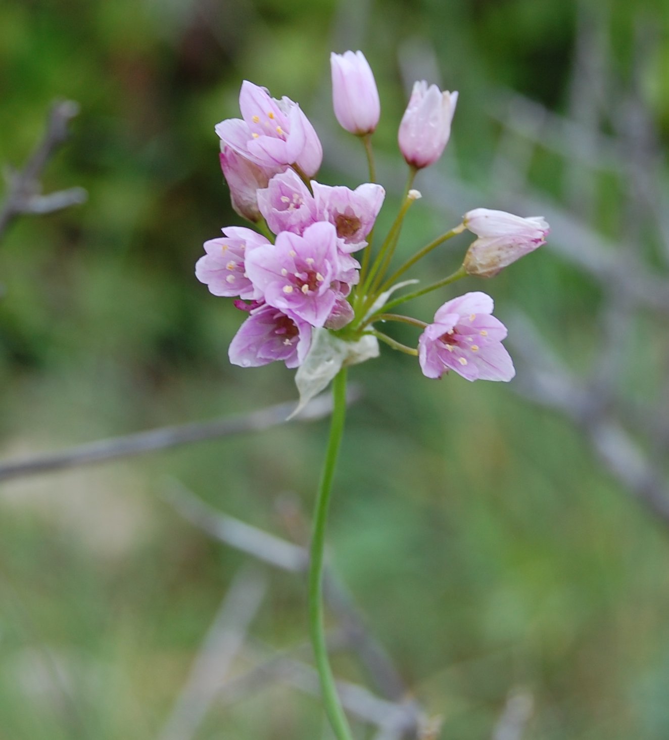 Allium roseum