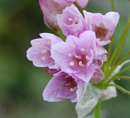 Allium roseum