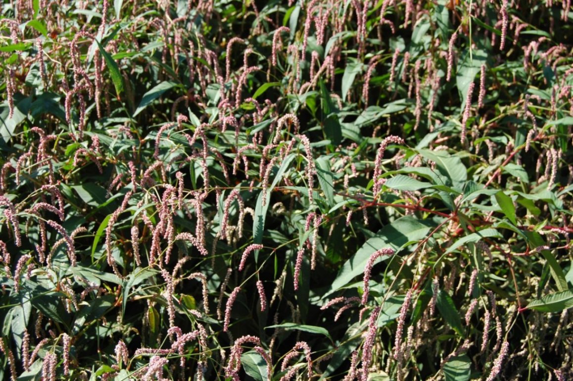 Persicaria sp. (Polygonaceae)