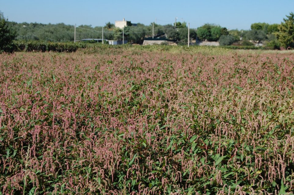 Persicaria sp. (Polygonaceae)