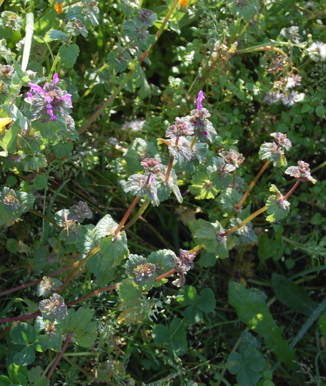 una labiata - Lamium amplexicaule