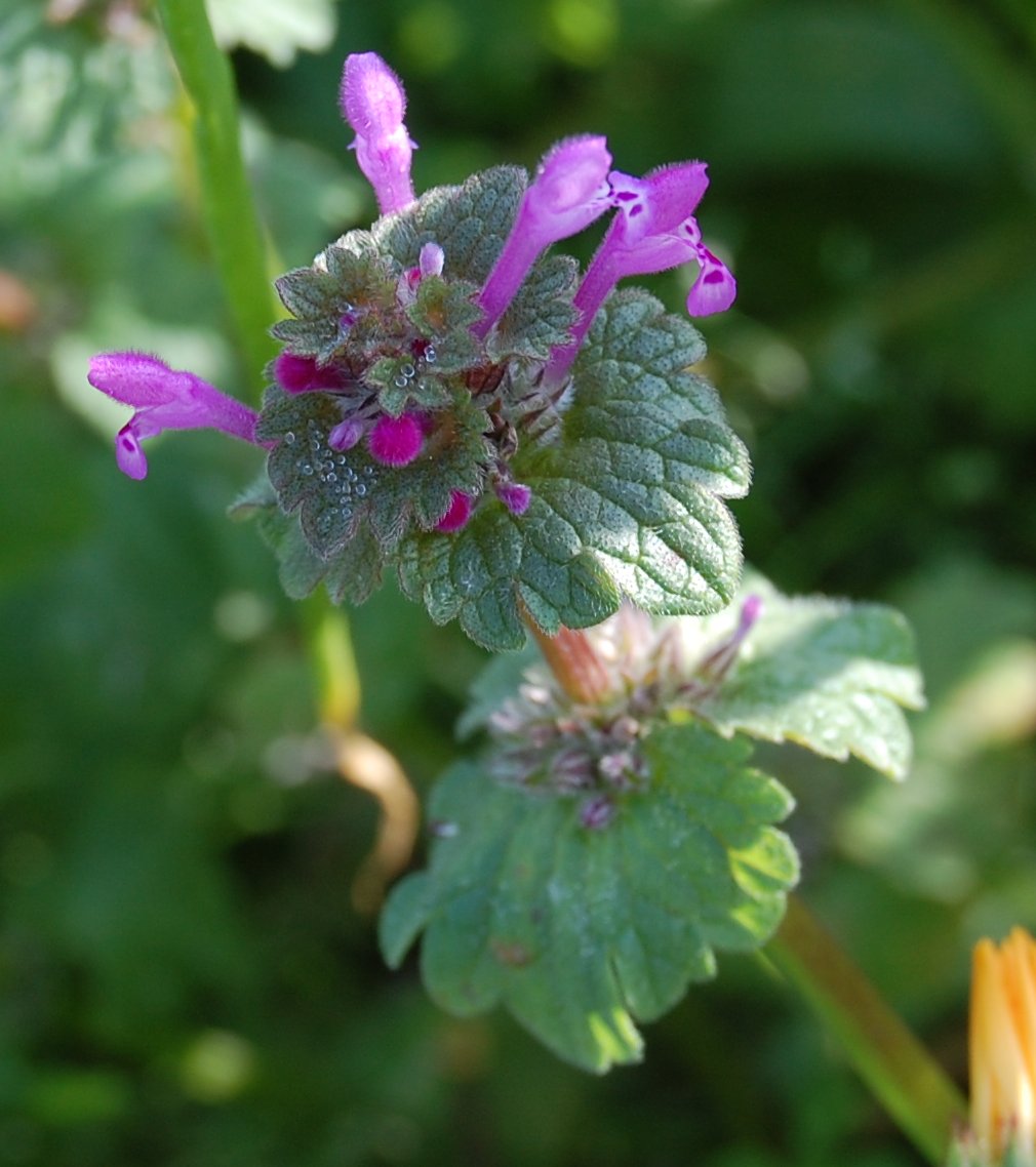 una labiata - Lamium amplexicaule