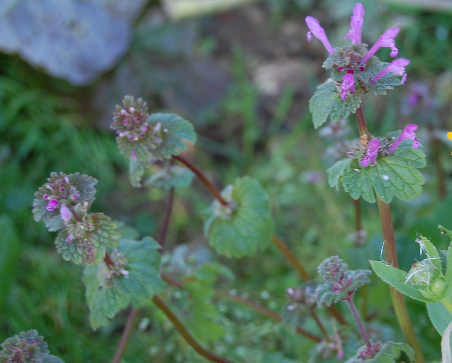 una labiata - Lamium amplexicaule