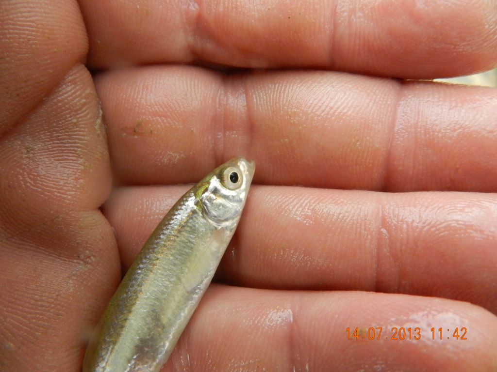 identificazione pesci d''acqua dolce