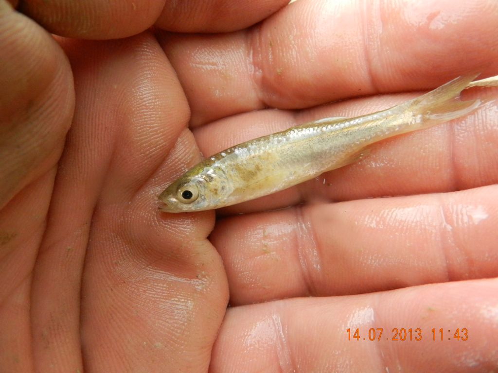 identificazione pesci d''acqua dolce