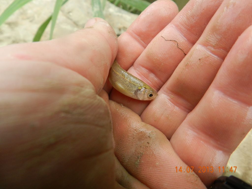 identificazione pesci d''acqua dolce