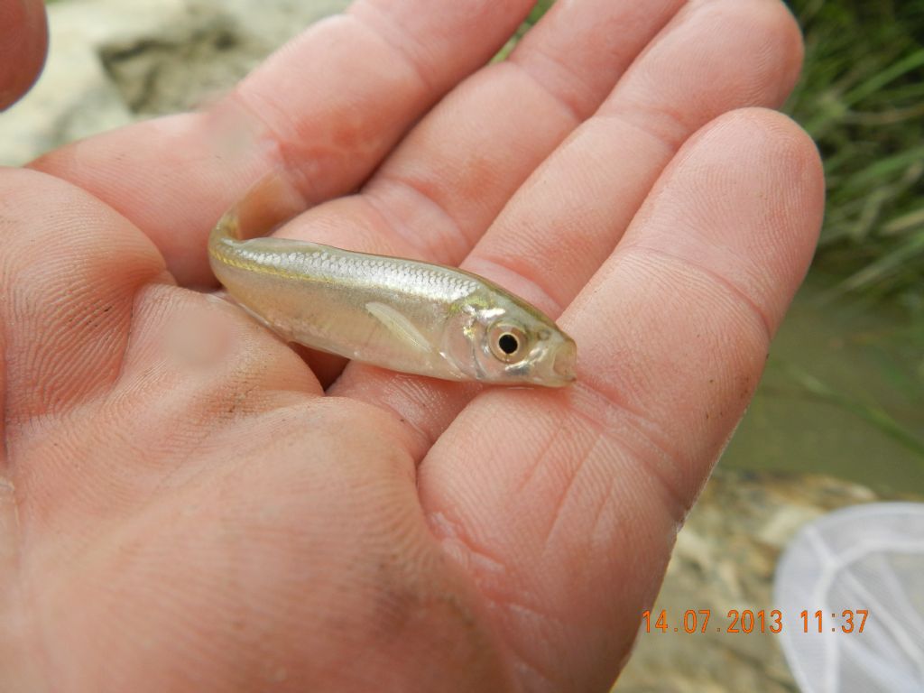 identificazione pesci d''acqua dolce