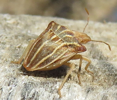 Piccolo Heteroptera con linee- Pentatomidae: Ancyrosoma leucogrammes
