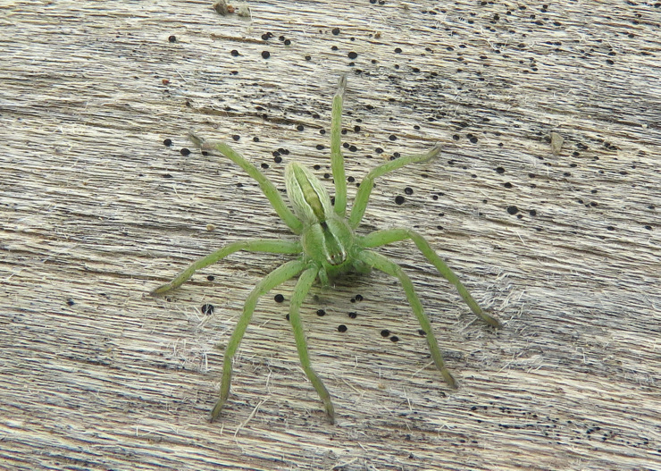 Micrommata ligurina - sud Isola di Creta