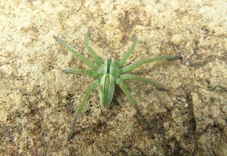 Micrommata ligurina - sud Isola di Creta